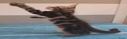 Maine Coon gatti in vendita: Litter G Dolci Fusa - Annuncio 15