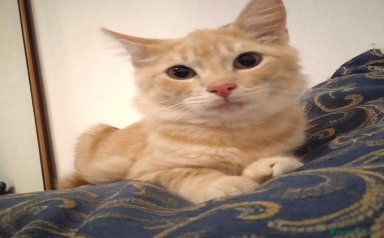 Europeo gatti - Annuncio 5