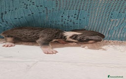 Chihuahua cani in vendita: Chihuahua da Allevamento Cucciolisole  a Provincia di Pisa - Immagine 5