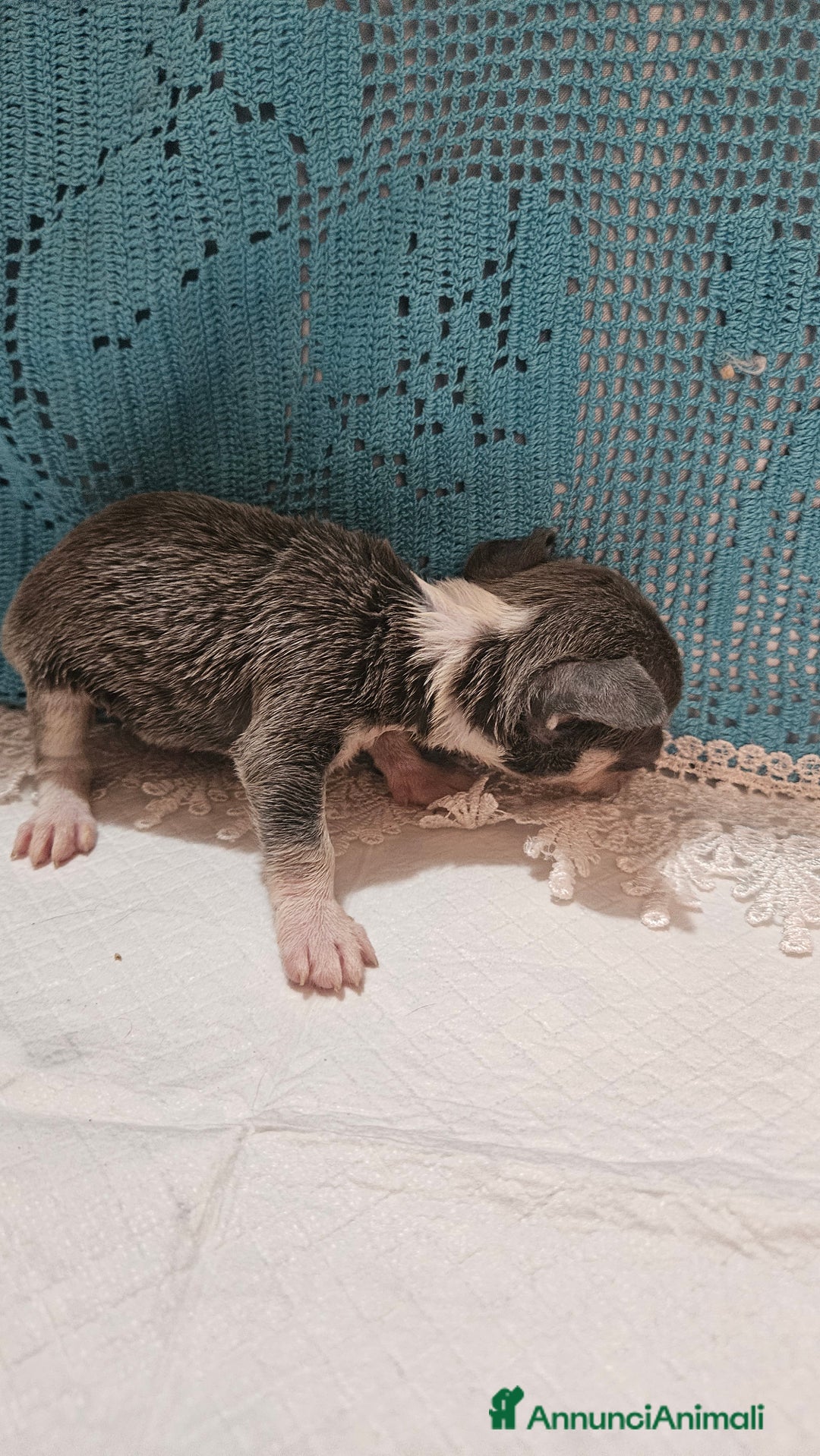 Chihuahua cani in vendita: Chihuahua da Allevamento Cucciolisole  a Provincia di Pisa - Immagine 5