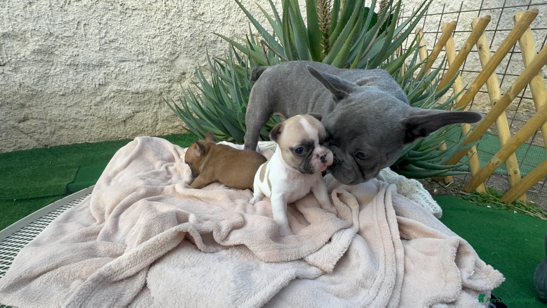 Bulldog Francese cani in vendita: Cucciolo bulldog francese  - Annuncio 5