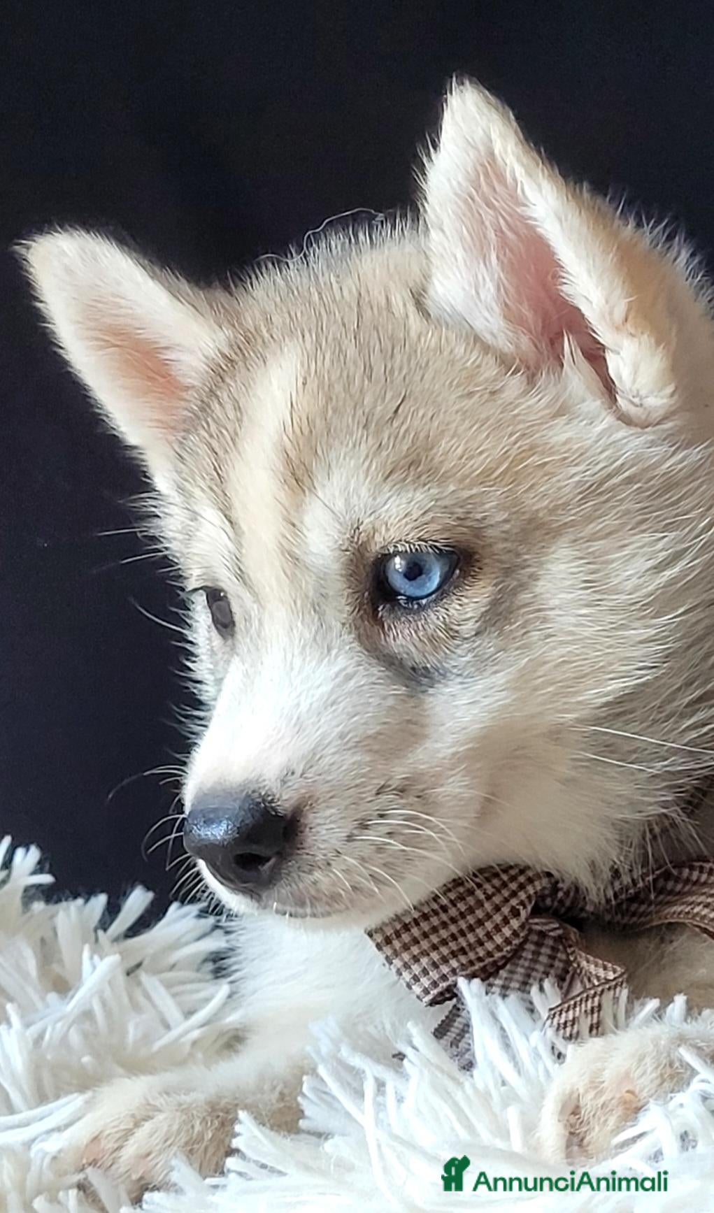 Husky cani SIBERIAN HUSKY CUCCIOLATA CON PEDIGREE  - Annuncio 3