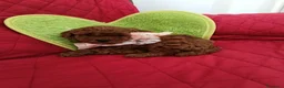 Barboncino Toy cani in vendita: Gioie di Anna - Annuncio 4