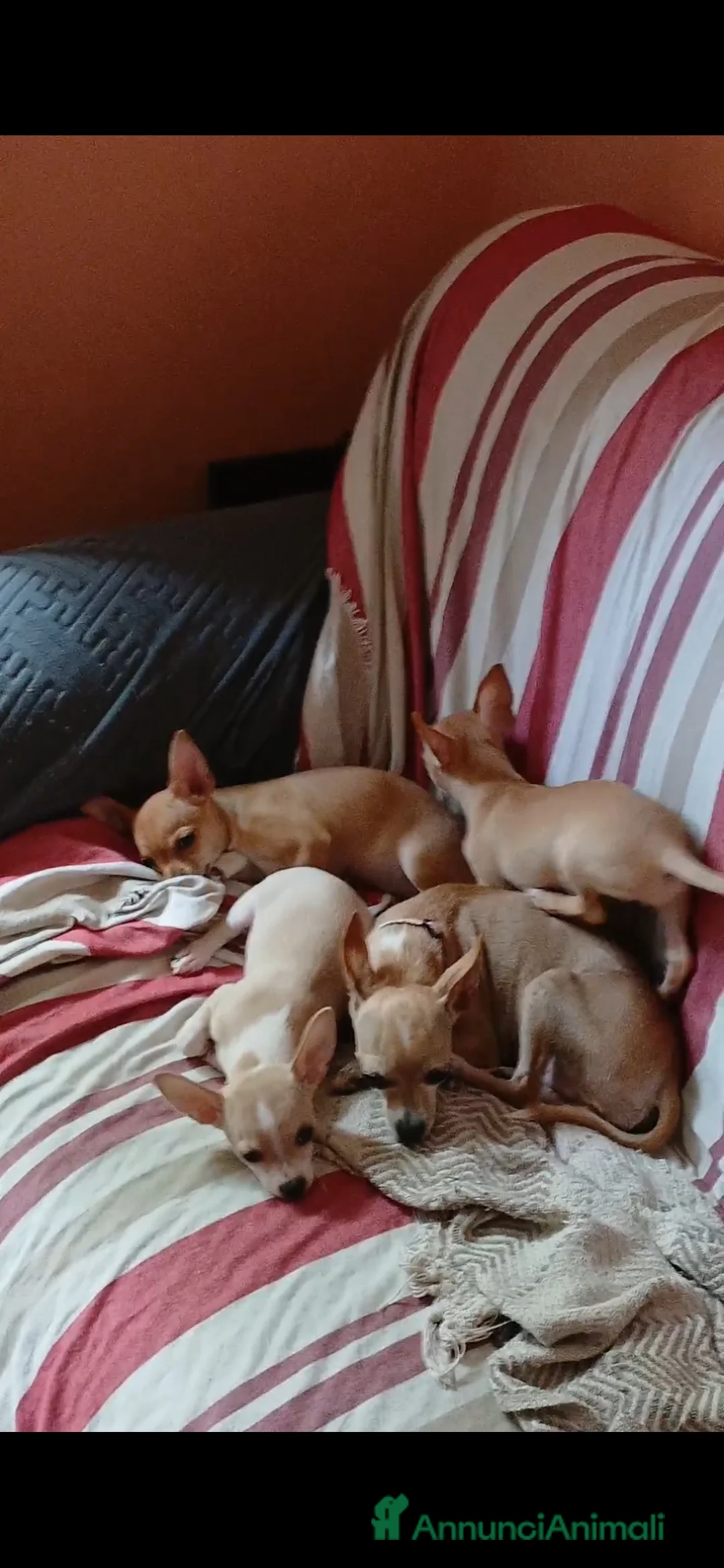 Chihuahua cani in vendita: Cucciole di chihuahua femminucce a Città metropolitana di Roma Capitale - Annuncio 17