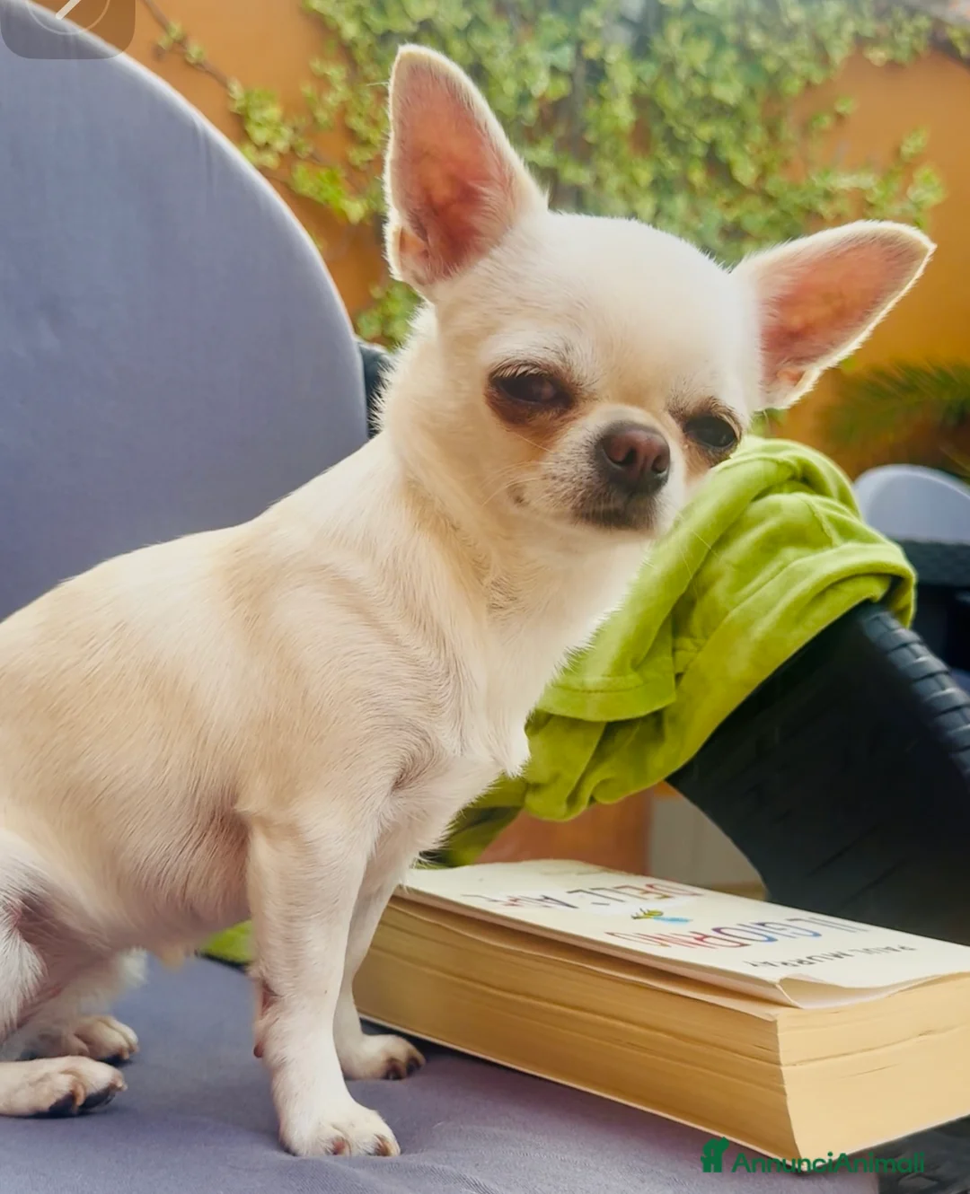 Chihuahua cani in vendita: Cucciola di chihuahua pelo corto pedigree ENCI  - Annuncio 8