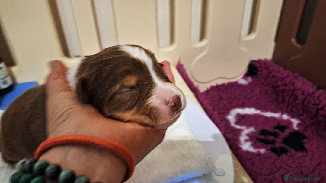 Australian Shepherd cani in vendita: Meravigliosi cuccioli di Australian Shepherd - Annuncio 4