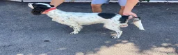 Setter Inglese cani in vendita: Cedesi setter inglese di circa 2 anni a Provincia di Salerno - Annuncio 6