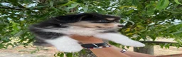 Australian Shepherd cani in vendita: Femmina Australian shepherd pastore australiano  - Annuncio 7