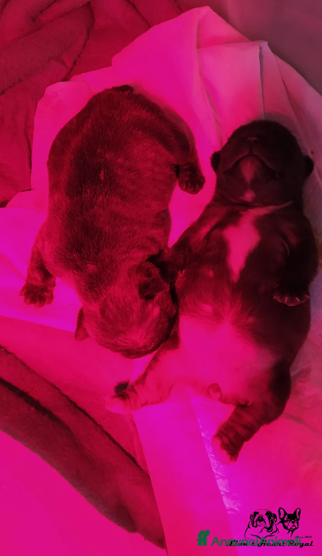 Immagine della galleria {{count}}