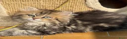 Persiano gatti in vendita: Meravigliosa cucciola di persiano, golden - Annuncio 3