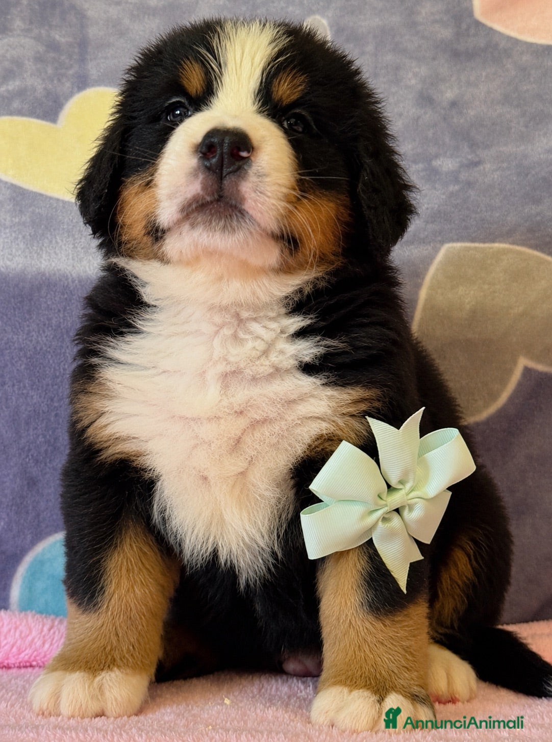 Bovaro del Bernese cani Ultimo maschio disponibile Bovaro del Bernese - Annuncio 1