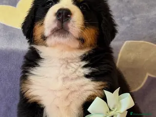 Bovaro del Bernese cani Ultimo maschio disponibile Bovaro del Bernese - Annuncio 1