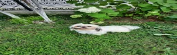 Shih Tzu cani in vendita: Schitzu il tuo batuffolo di gioia ti aspetta  - Annuncio 2