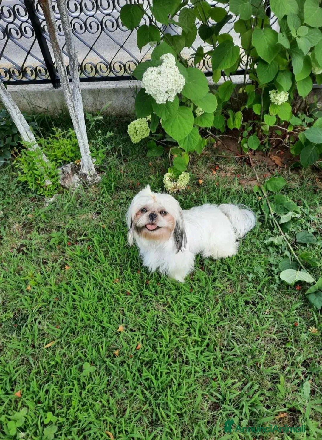 Shih Tzu cani in vendita: Schitzu il tuo batuffolo di gioia ti aspetta  - Annuncio 2