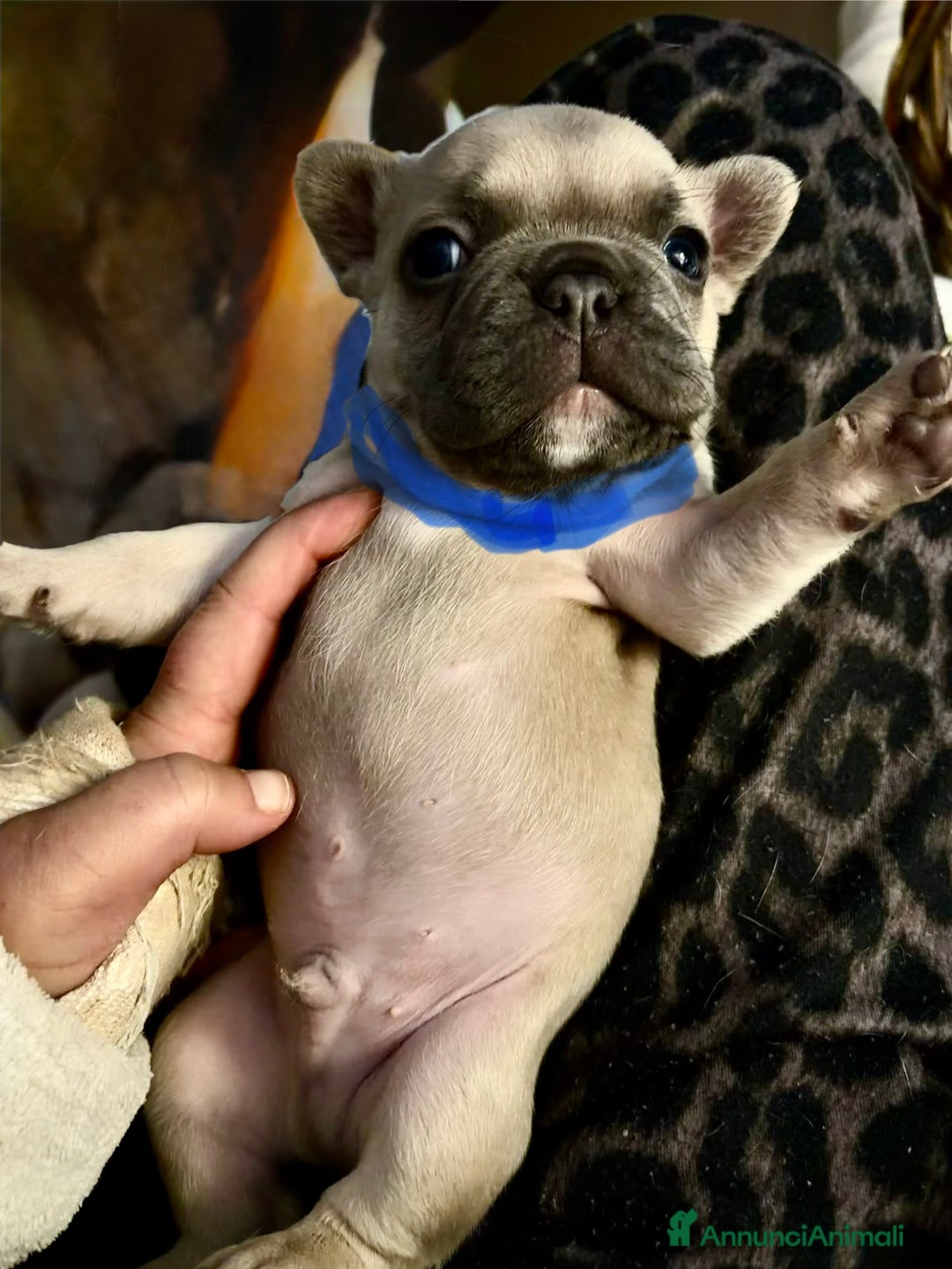 Bulldog Francese cani in vendita: Vendo bulldog francesi esotici - Annuncio 3