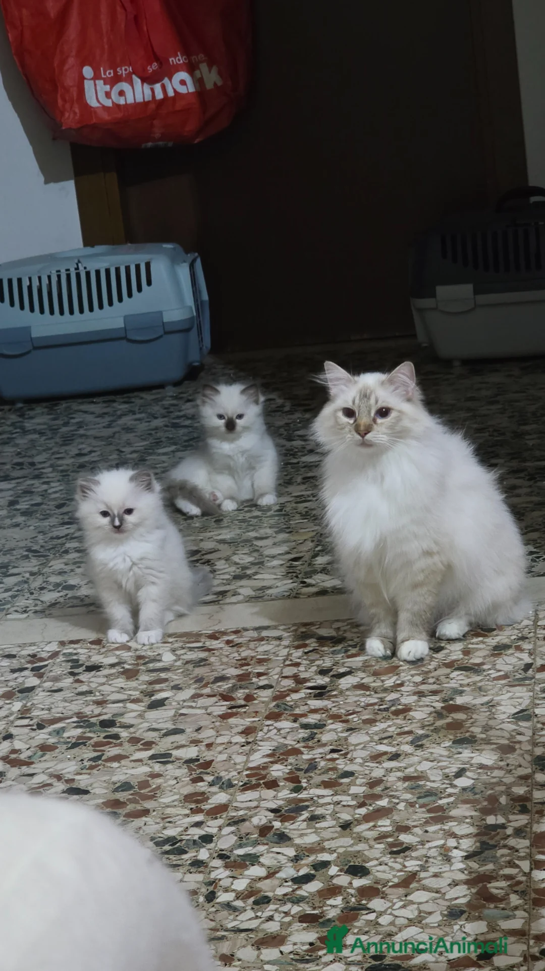 Ragdoll gatti in vendita: Cuccioli ragdoll - Annuncio 2