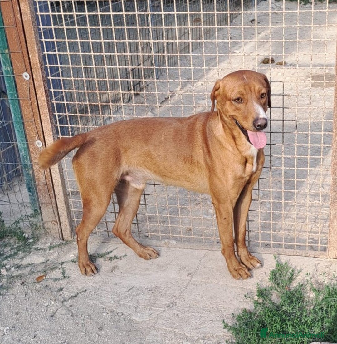 Meticcio cani in regalo: IL TENERO CORFU' - Annuncio 2