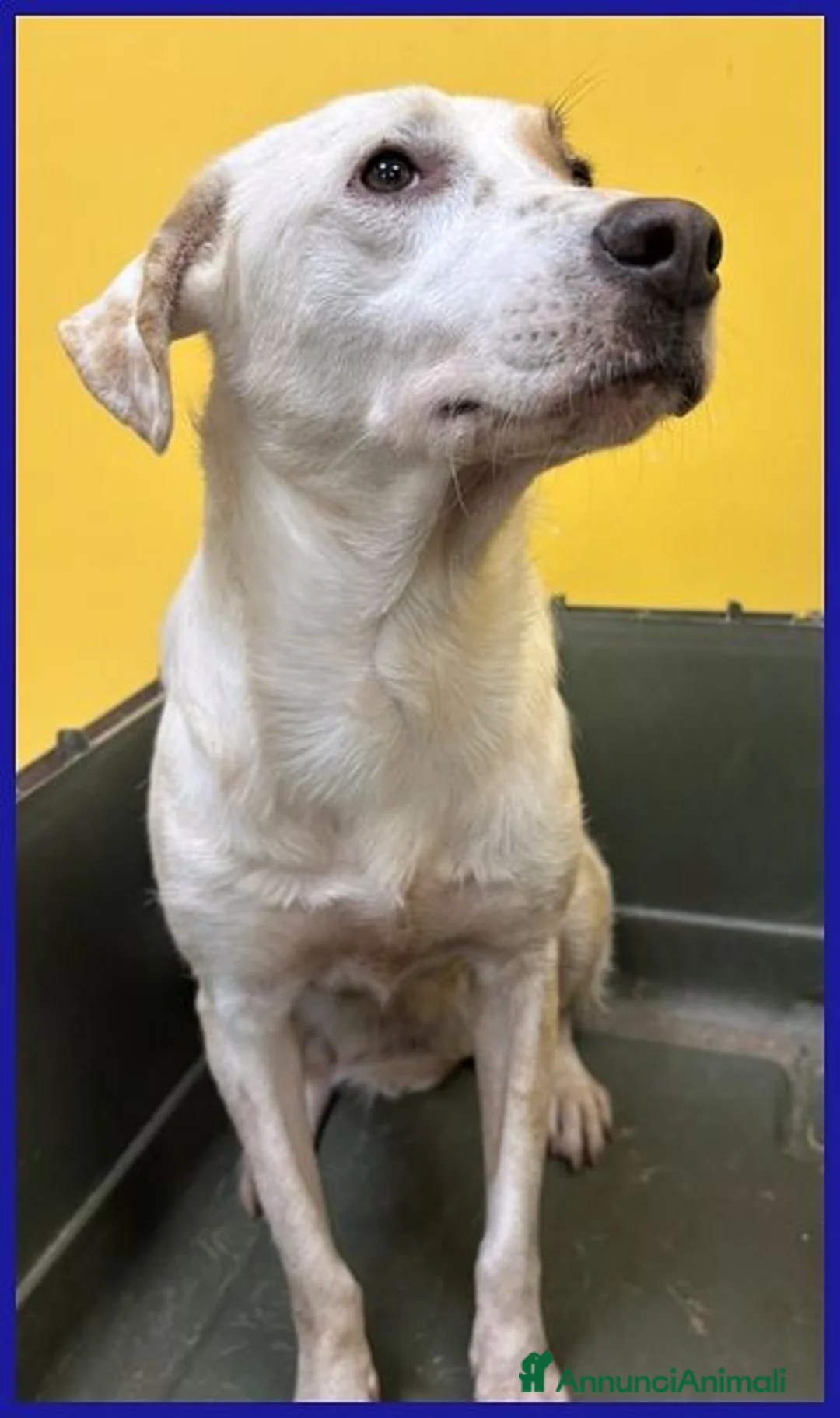 Meticcio cani in regalo: CALU' tenera cagnolina  a Città metropolitana di Milano - Annuncio 2