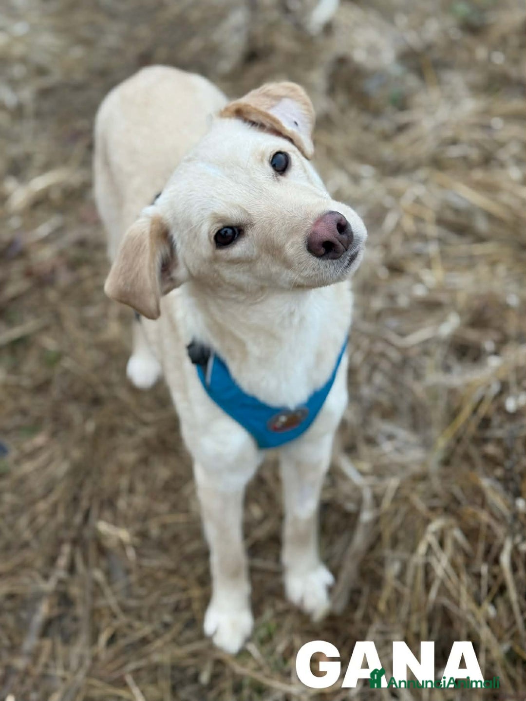Meticcio cani in regalo: GANA, cucciola super coccolona! Mini Labradorina - Annuncio 7