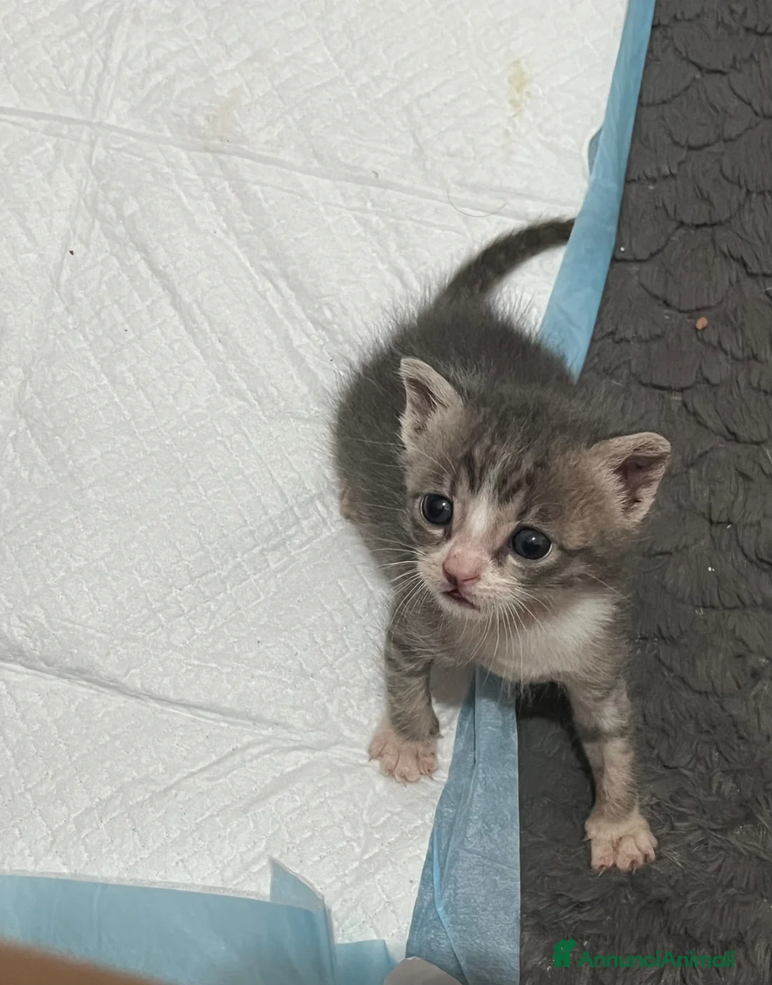 Meticcio gatti in regalo: Adozione gattini  a Città metropolitana di Reggio Calabria - Annuncio 7