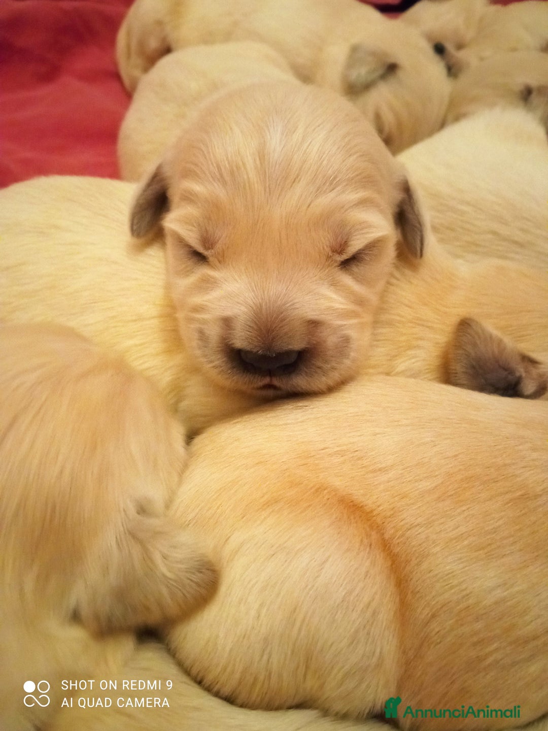 Golden Retriever cani in vendita: Golden retriever con pedigree ENCI  a Provincia di Treviso - Annuncio 10