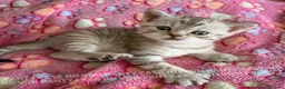 Scottish gatti in vendita: Cuccioli Scottish Fold e Straight con Pedigree - Annuncio 7