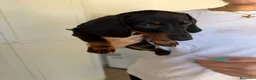 Bassotto Nano cani in vendita: Bassotto a Provincia di Avellino - Annuncio 8