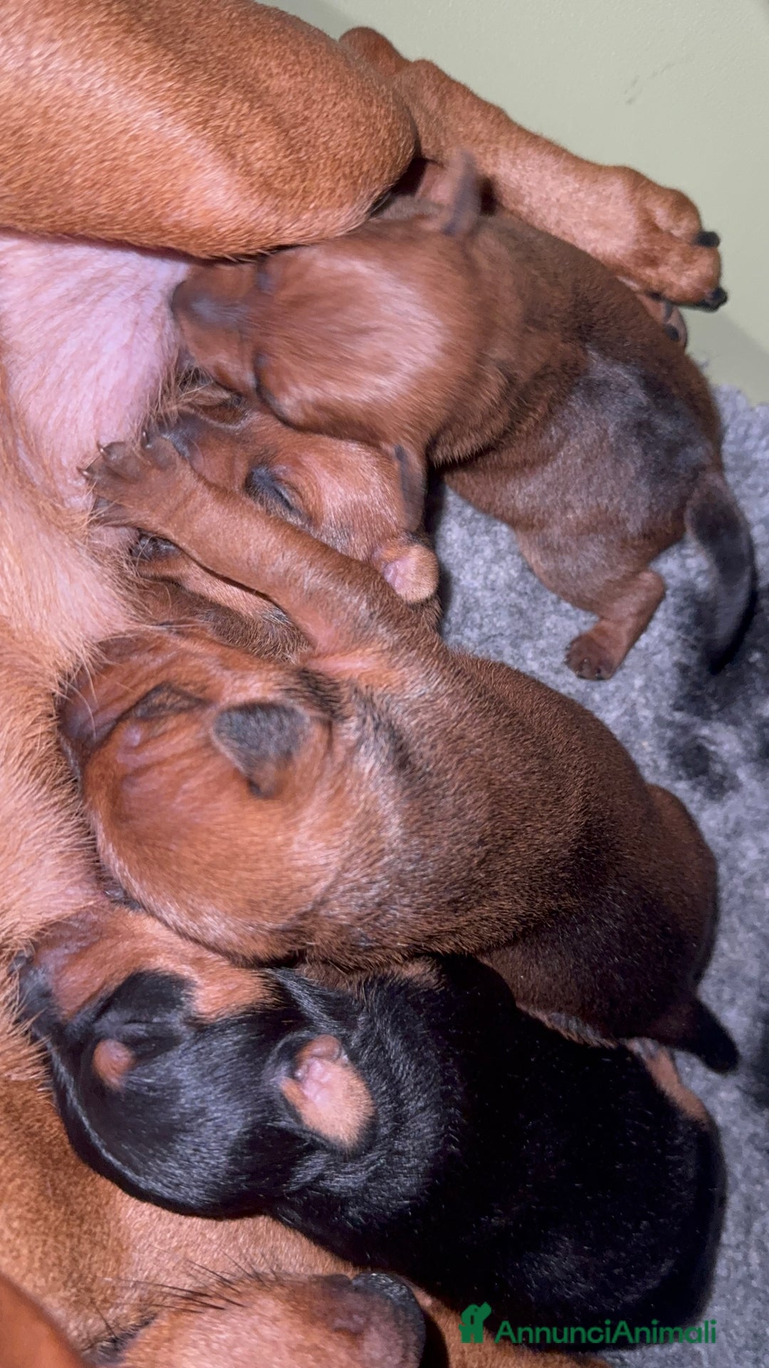 Pinscher Miniatura cani in vendita: Zwergpinscher  a Provincia di Pavia - Annuncio 4