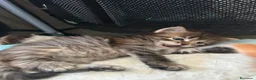 Siberiano gatti in vendita: Cuccioli Siberiano - Annuncio 4