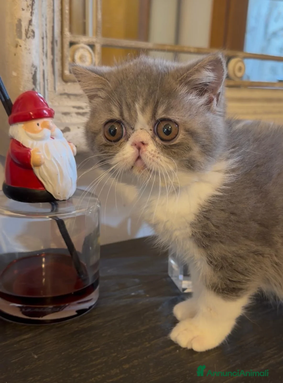 Exotic Shorthair gatti in vendita: Cucciolina di exotic shorthair - Annuncio 2