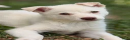 Meticcio cani in regalo: La piccola Falena  - Annuncio 4