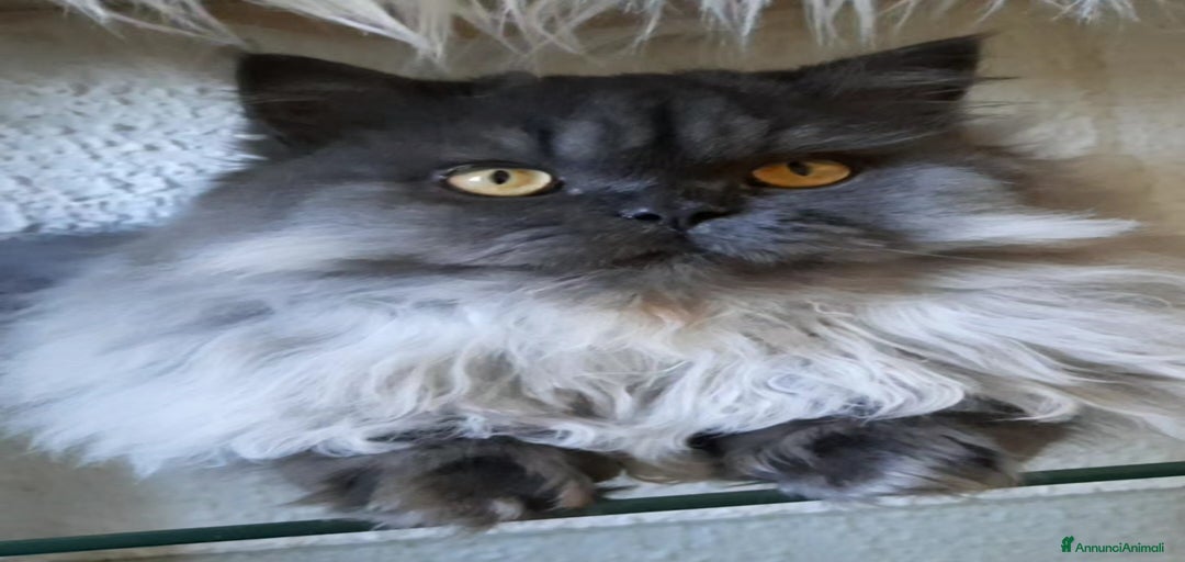 Immagine della galleria {{count}}