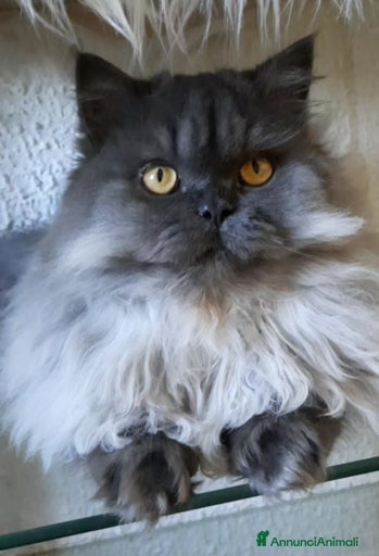 Immagine della galleria {{count}}