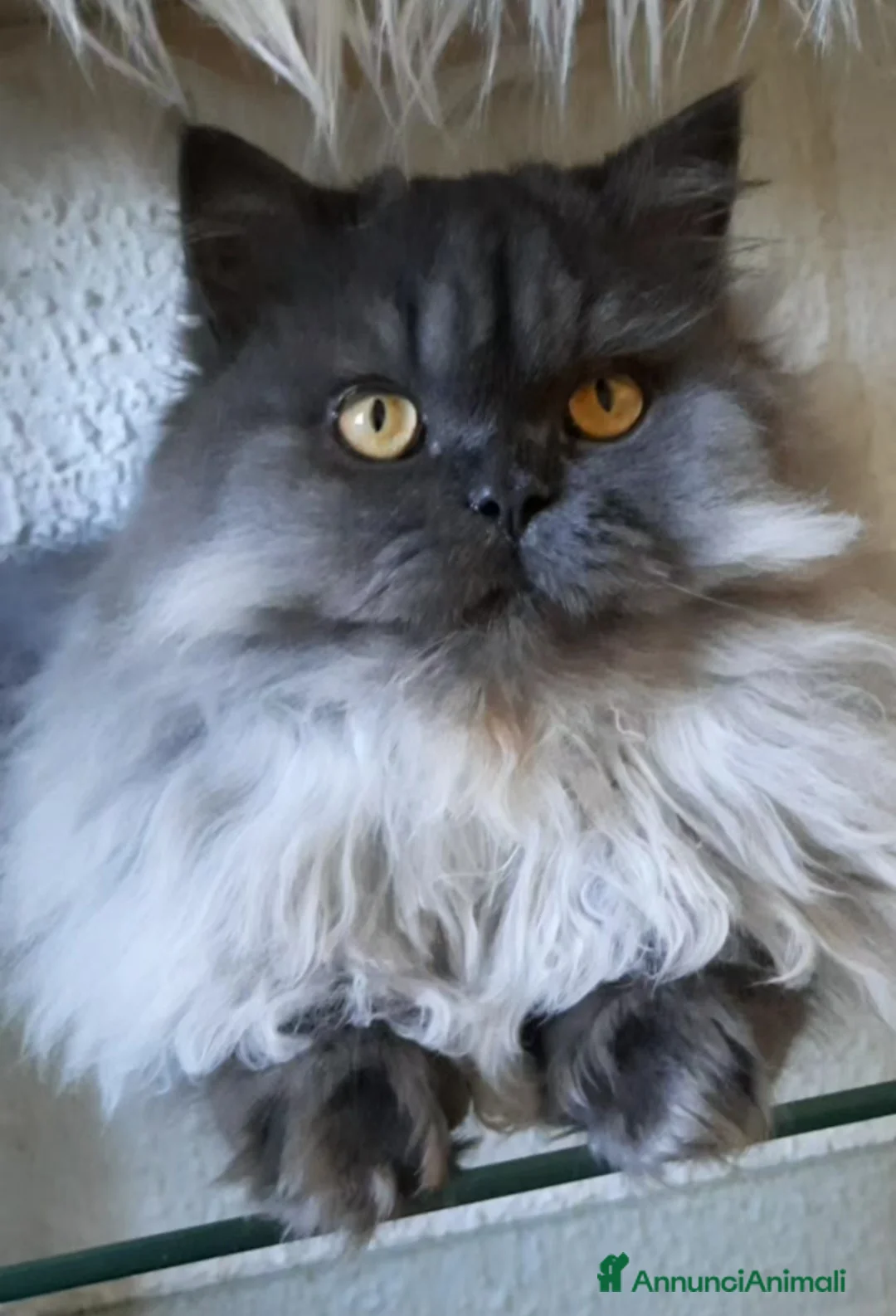 Immagine della galleria {{count}}