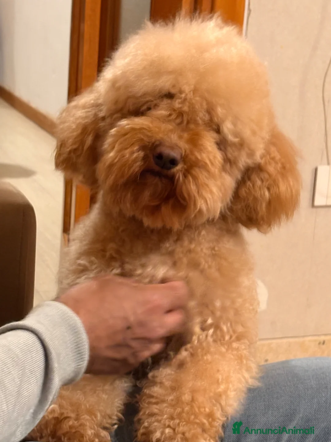 Barboncino cani per accoppiamento: Monta a Provincia di Foggia - Annuncio 2