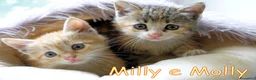 Europeo gatti in regalo: Milly e Molly  cercano  urgentemente  casa. - Annuncio 5