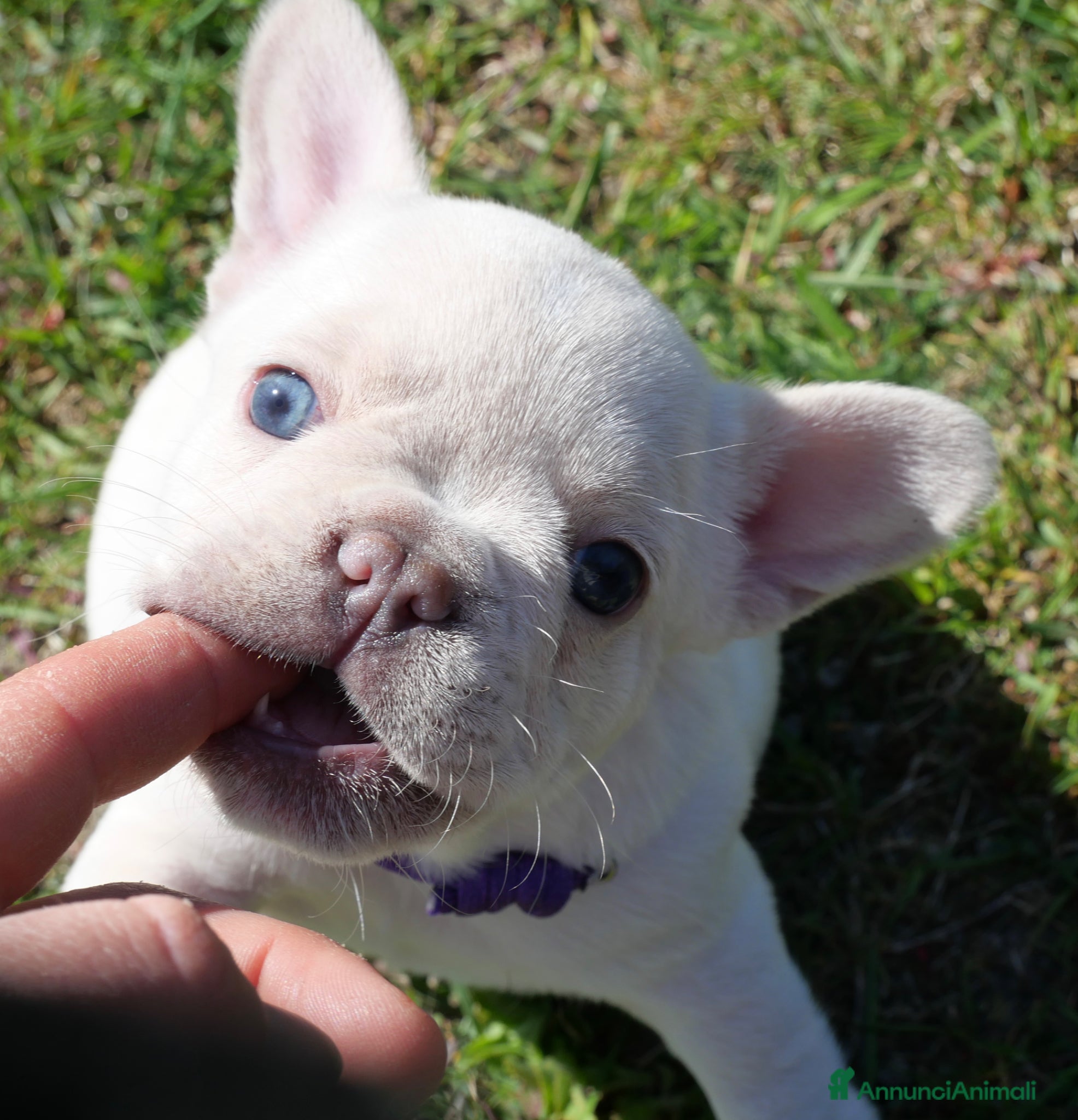 Bulldog Francese cani Cuccioli bulldog francese  - Annuncio 1
