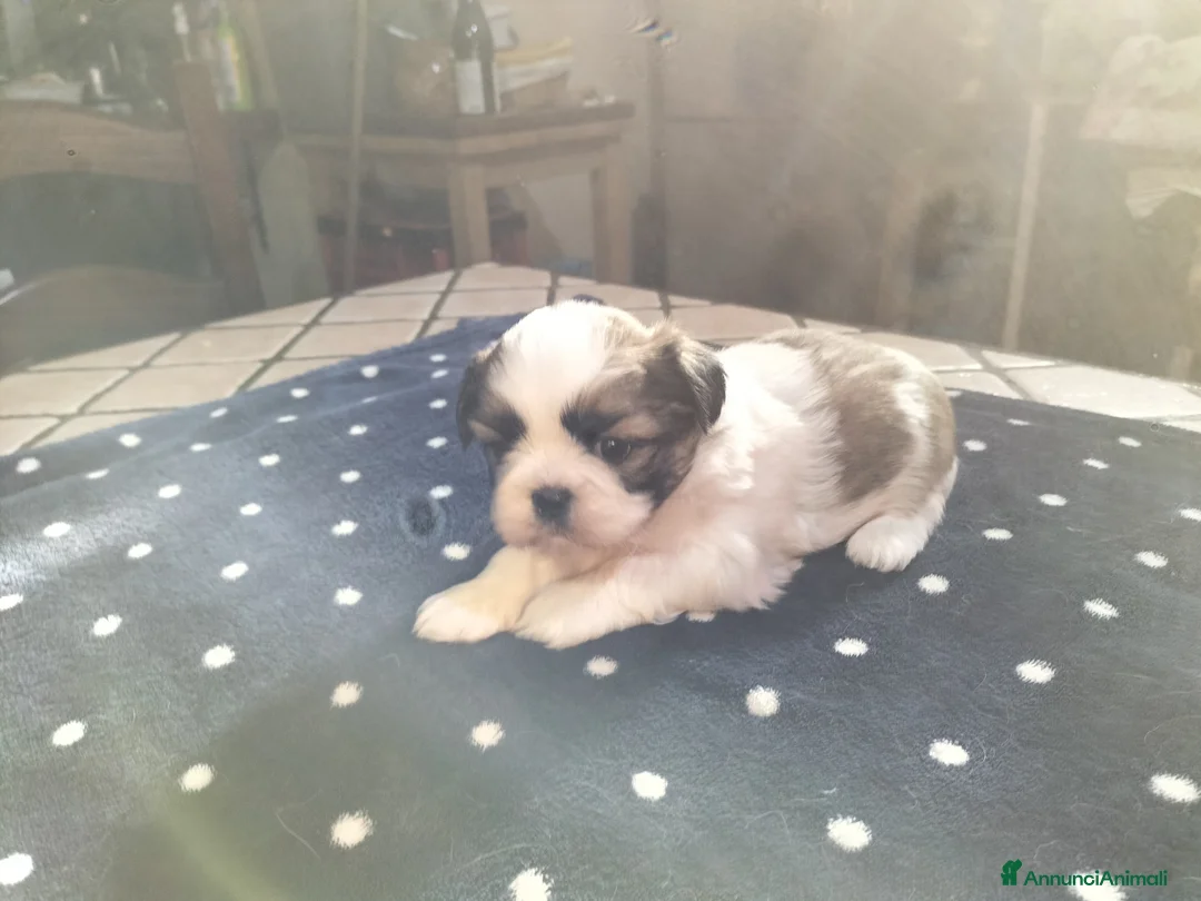 Shih Tzu cani in vendita: Cuccioli di shitzu  - Annuncio 2
