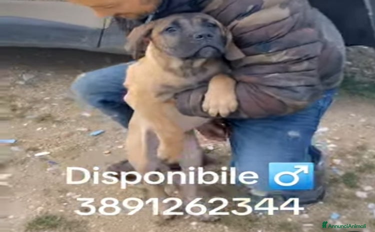 Cane Corso cani a Provincia di Pescara - Annuncio 4