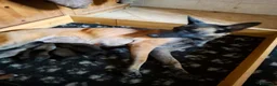 Pastore Belga cani in vendita: Cuccioli pastore belga malinois - Annuncio 5