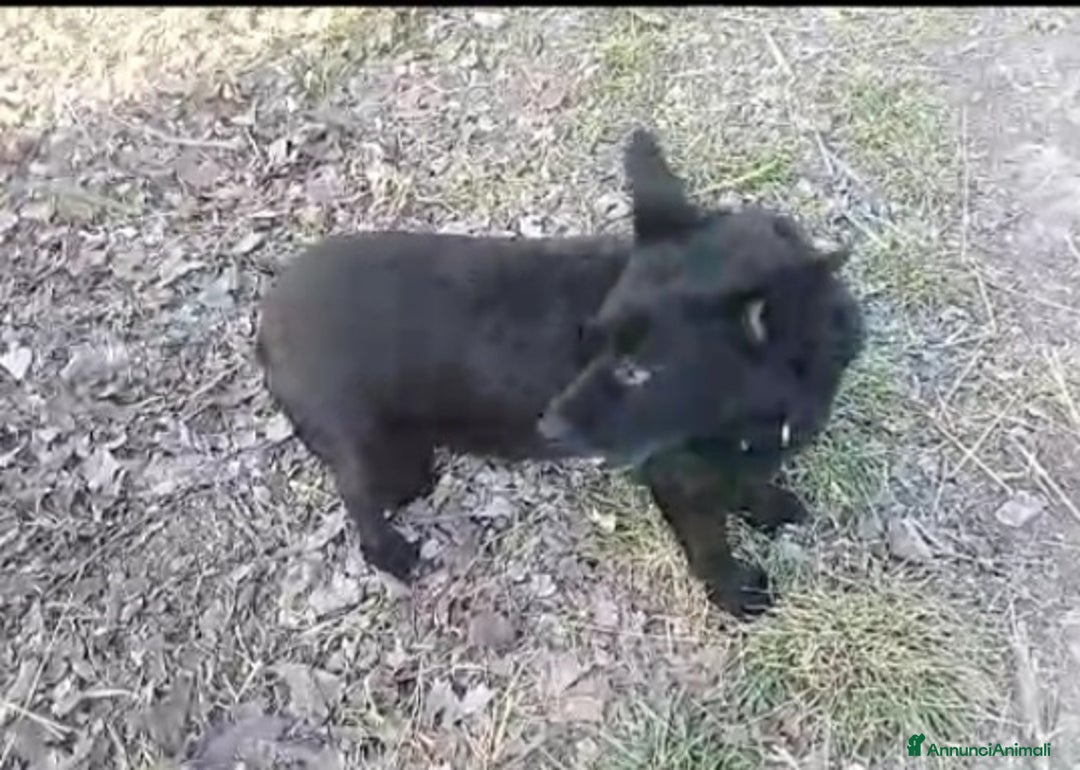 Meticcio cani in regalo: Nero 4/5anni tg piccola NON TROVA CASA!ALESSANDRIA a Città Metropolitana di Milano - Annuncio 2