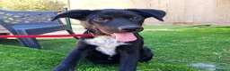 Meticcio cani in regalo: Lulù e Luna cucciole in cerca di adozione a Parma - Annuncio 11