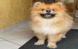 Spitz cani per accoppiamento: Spitz per monta a Città metropolitana di Catania - Immagine 2