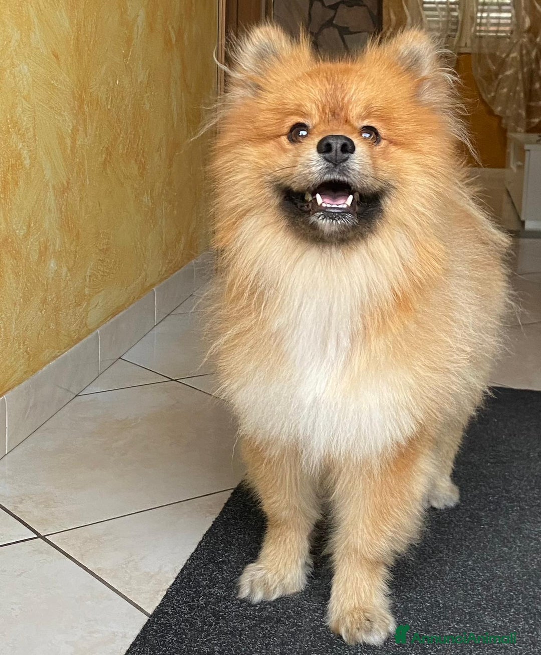 Spitz cani per accoppiamento: Spitz per monta a Città metropolitana di Catania - Immagine 2