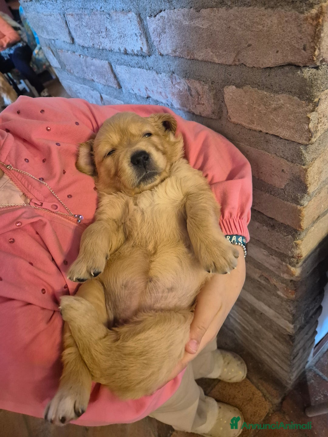 Golden Retriever cani in vendita: Cuccioli linea 100% americana  a Città metropolitana di Milano - Immagine 8
