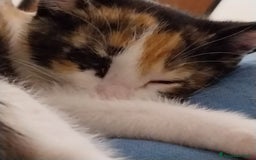 Altre razze gatti in regalo: Zoe, Micia Calico Dolce e Vivace! a Provincia di Varese - Immagine 2