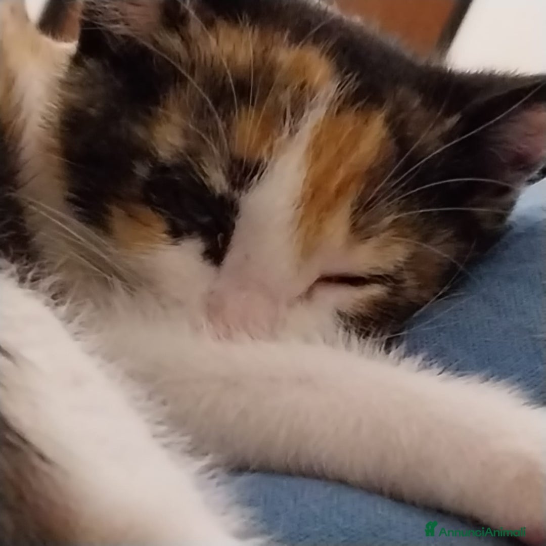 Altre razze gatti in regalo: Zoe, Micia Calico Dolce e Vivace! a Provincia di Varese - Immagine 2