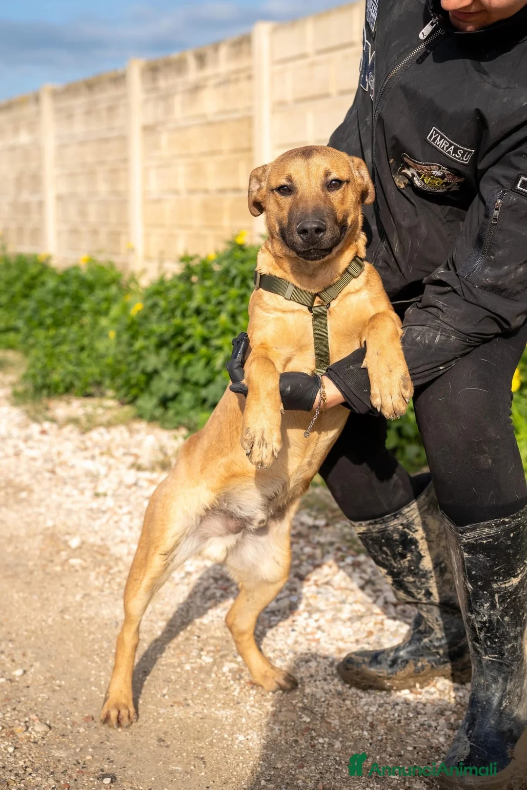 American Bully cani in regalo: Andreas - Annuncio 4
