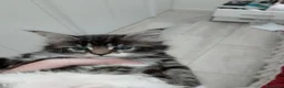 Maine Coon gatti in vendita: Manolita : una bella gattina - Annuncio 7