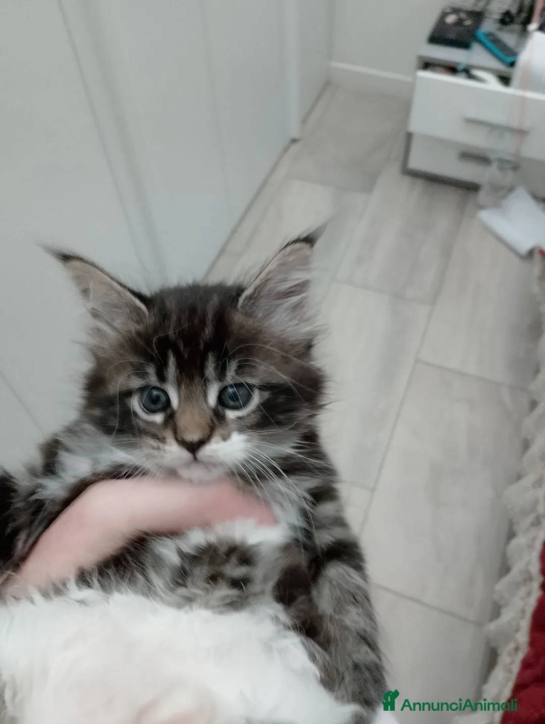 Maine Coon gatti in vendita: Manolita : una bella gattina - Annuncio 7